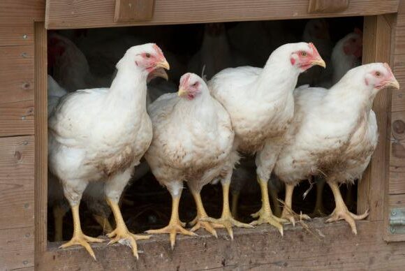 Grippe aviaire : passage au niveau risque « élevé »